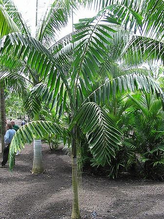 Veitchia filifera