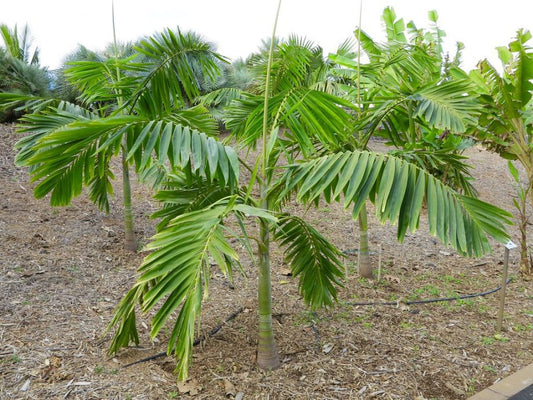 Veitchia metiti