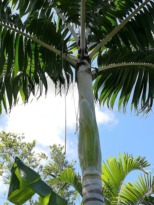 Veitchia winin (Winin Palm)