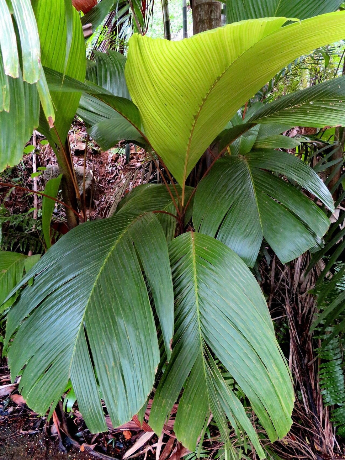 Verschaffeltia splendida (Seychelles Stilt Palm)