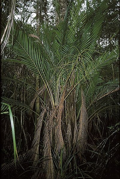 Vonitra antanambensis