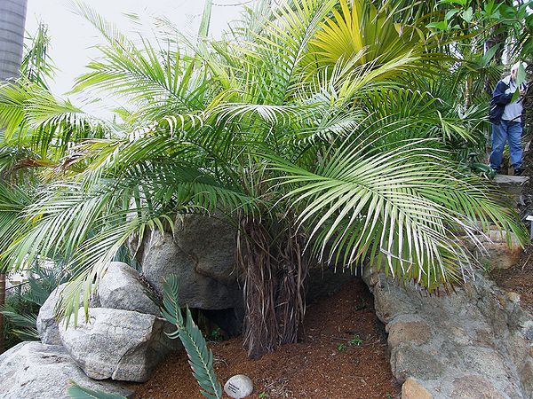 Vonitra fibrosa: A comprehensive Growing Guide for Enthusiasts & Collectors.