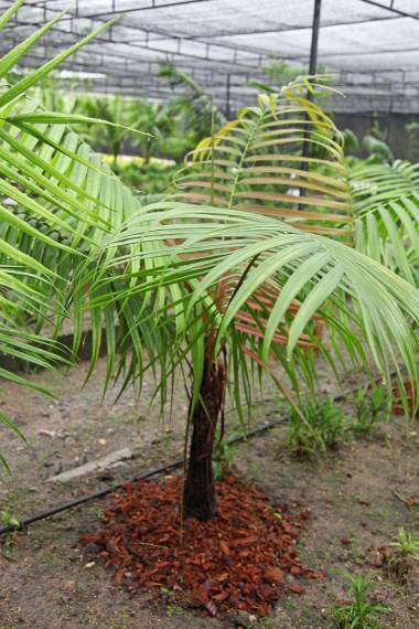 Vonitra pusilla