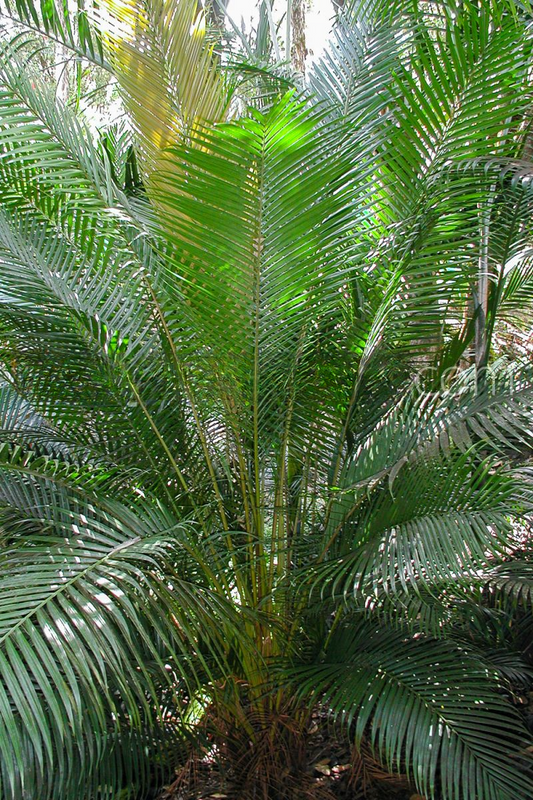 Vonitra utilis