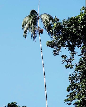 Wallaceodoxa raja-ampat