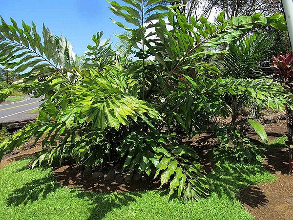 Wallichia oblongifolia (Himalayan Palm)