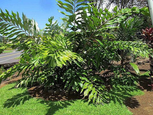 Wallichia oblongifolia (Himalayan Palm)