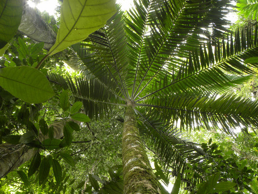 Welfia regia