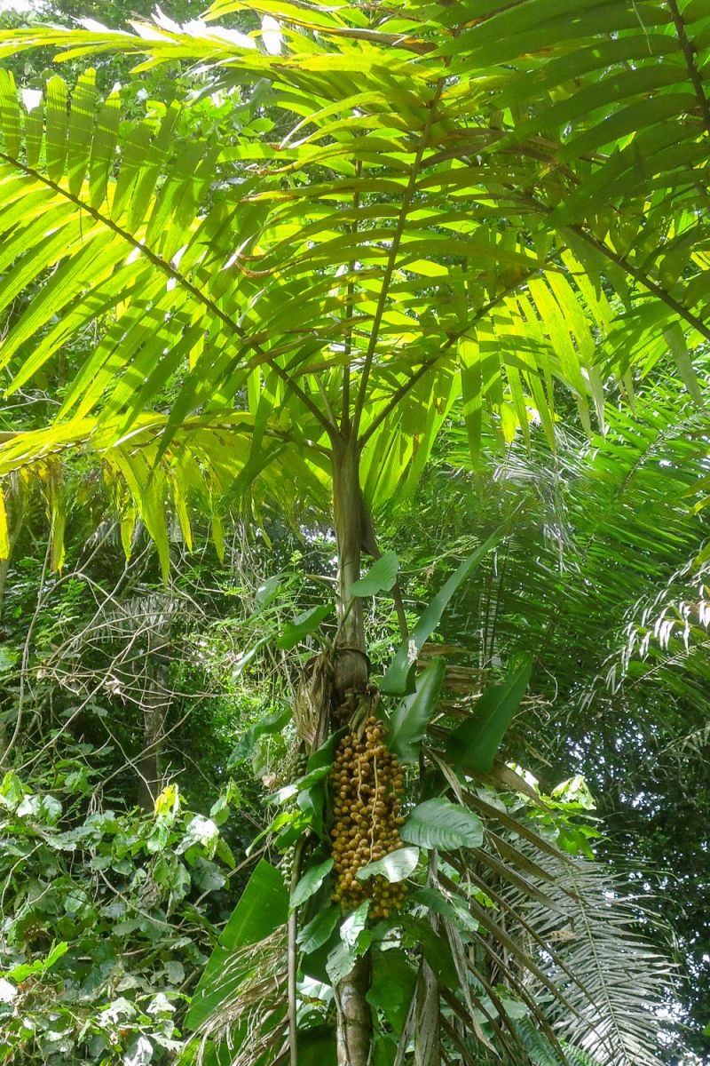 Wettinia aequalis