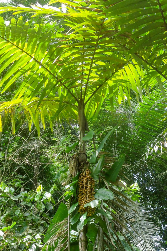 Wettinia aequalis