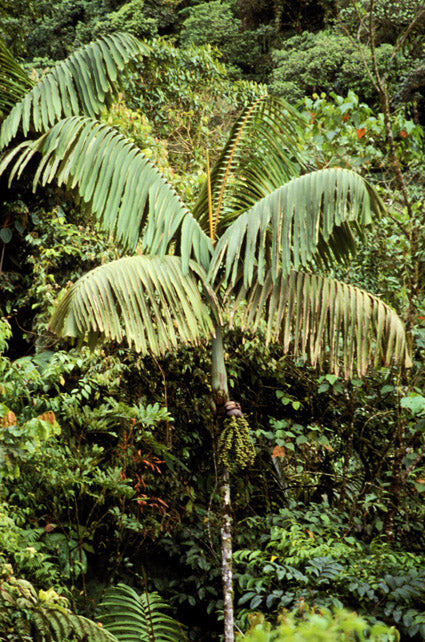 Wettinia anomala