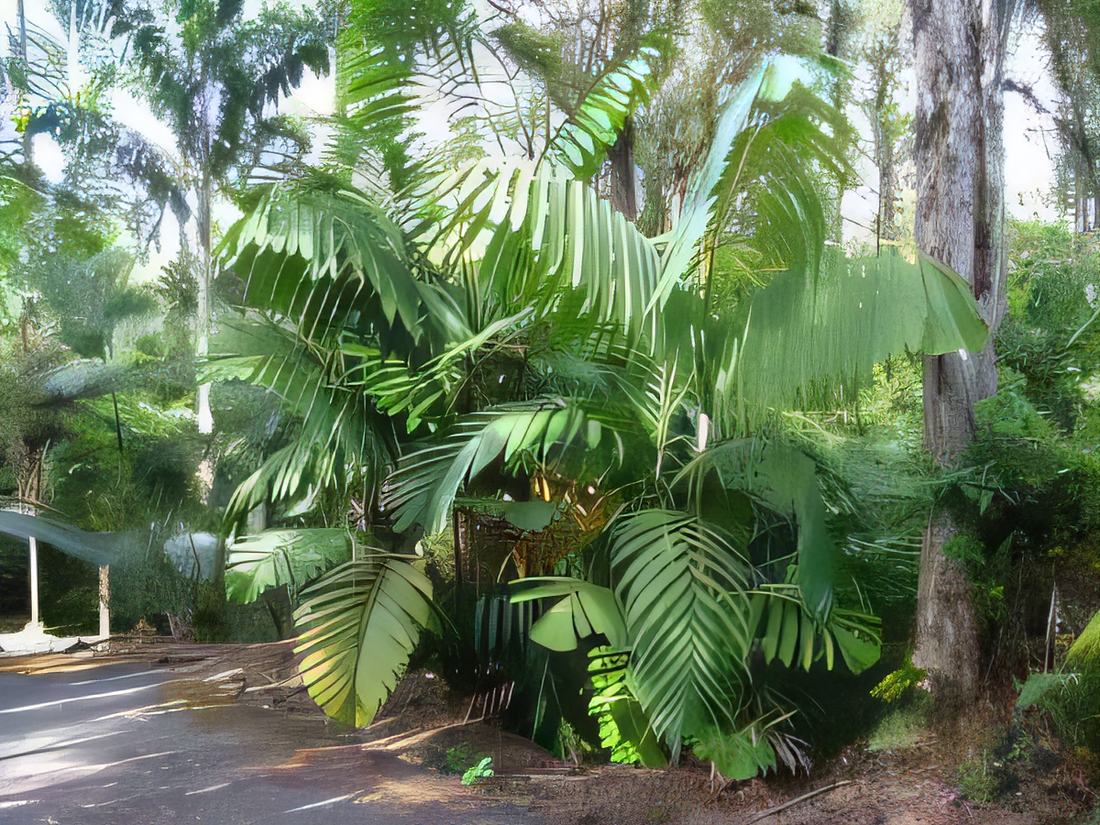 Wettinia augusta