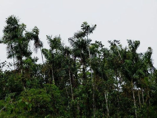 Wettinia disticha