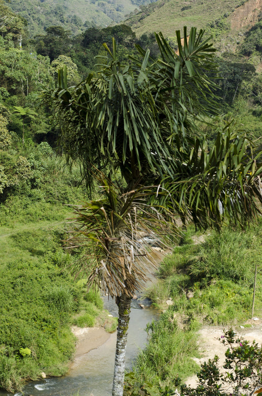 Wettinia fascicularis