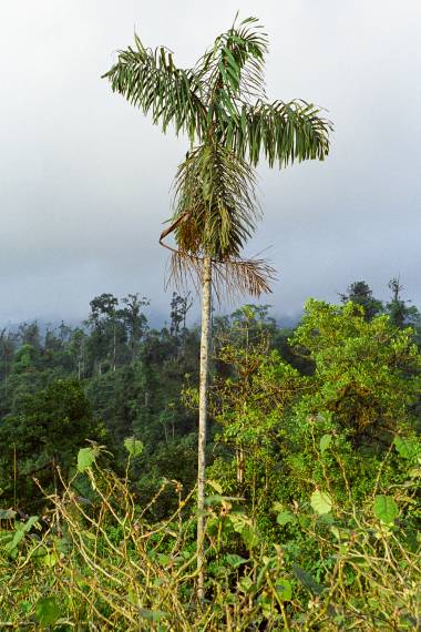 Wettinia kalbreyeri (Macana Palm