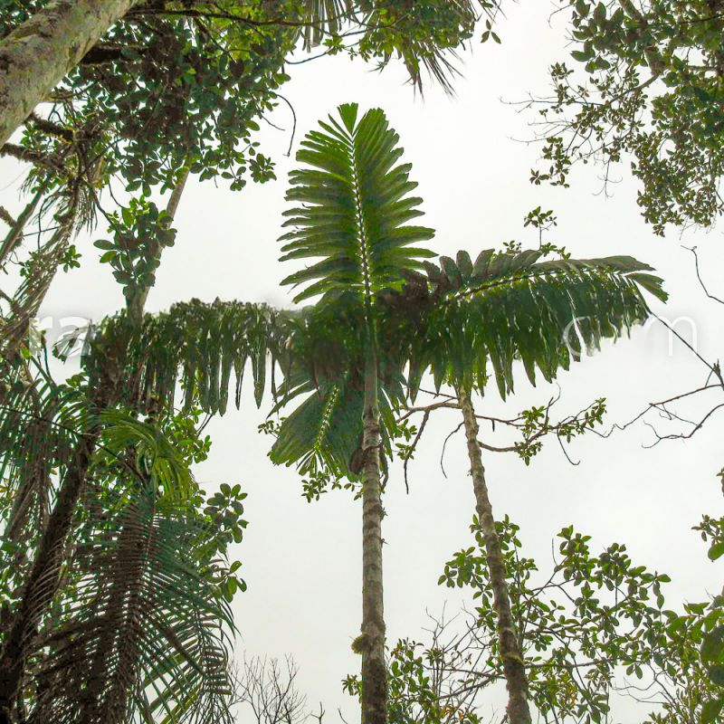 Wettinia panamensis