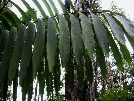 Wettinia praemorsa