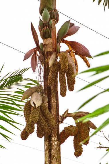 Wettinia quinaria