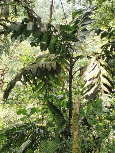 Wettinia radiata