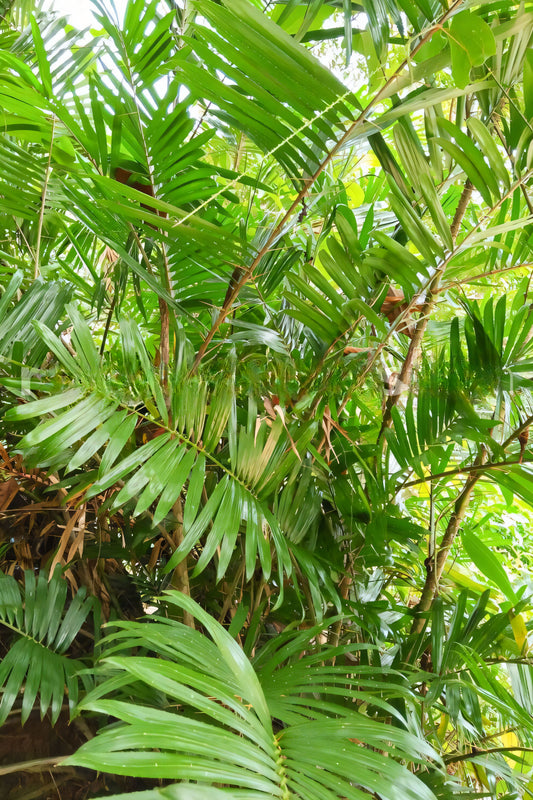Calamus viridispinus