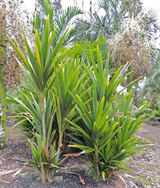 Calyptrocalyx yamutumene