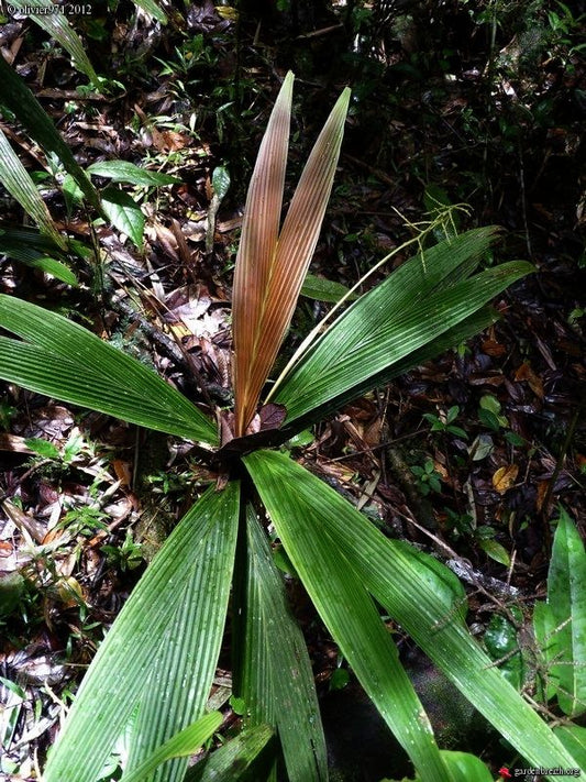 Dypsis louvellii (Manambe Palm): A comprehensive Growing Guide for Enthusiasts & Collectors.