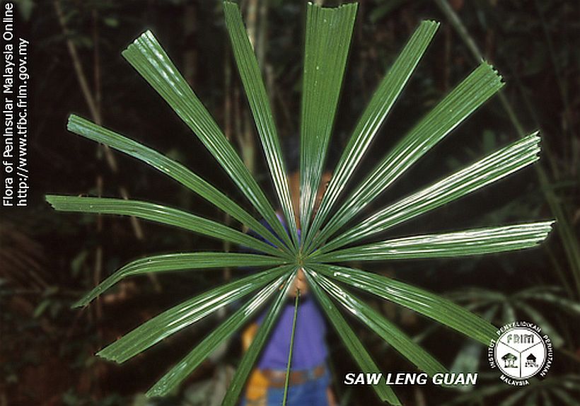 Licuala longicalycata: A comprehensive Growing Guide for Enthusiasts & Collectors.