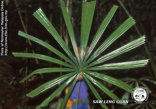 Licuala longicalycata: A comprehensive Growing Guide for Enthusiasts & Collectors.