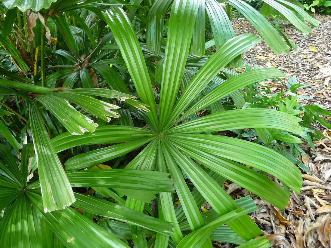 Licuala longipes: A comprehensive Growing Guide for Enthusiasts & Collectors.
