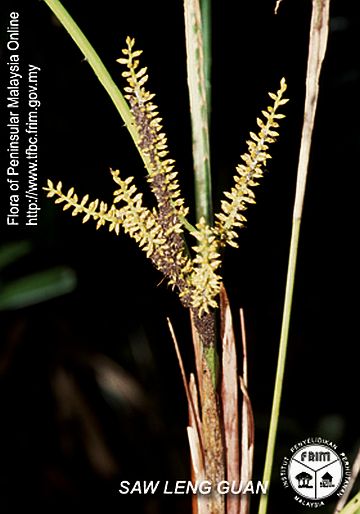Licuala modesta: A comprehensive Growing Guide for Enthusiasts & Collectors.