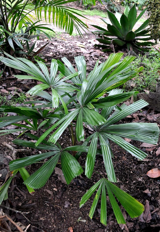 Licuala naumannii: A comprehensive Growing Guide for Enthusiasts & Collectors.
