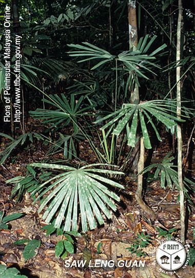 Licuala pahangensis: A comprehensive Growing Guide for Enthusiasts & Collectors.