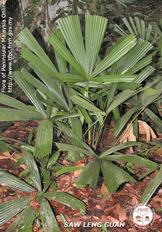 Licuala palas: A comprehensive Growing Guide for Enthusiasts & Collectors.
