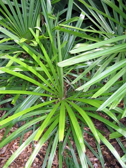 Licuala parviflora: A comprehensive Growing Guide for Enthusiasts & Collectors.