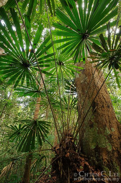 Licuala petiolulata: A comprehensive Growing Guide for Enthusiasts & Collectors.