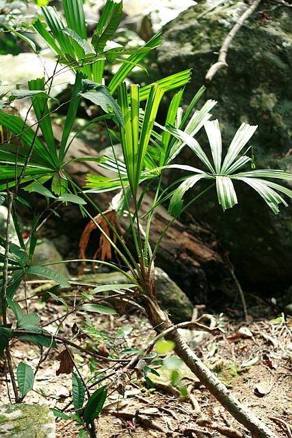 Licuala poonsakii: A comprehensive Growing Guide for Enthusiasts & Collectors.