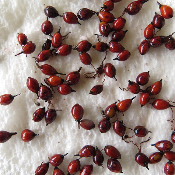 Seeds for Sale | Exotic & Rare Plant Seeds | VIRIAR