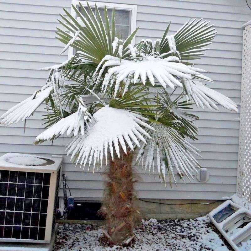 FREEZE RESISTANT PALMS