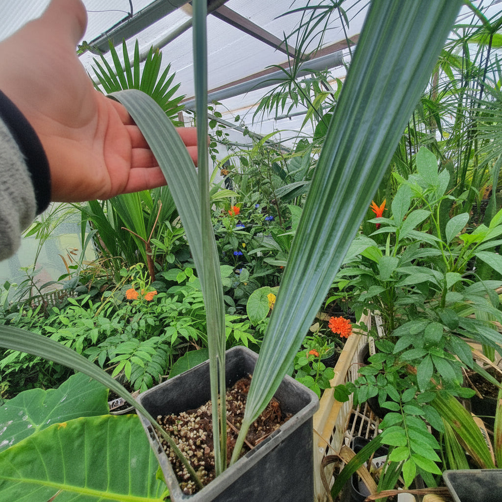 Bismarck Palm (Bismarckia nobilis 'Silver')