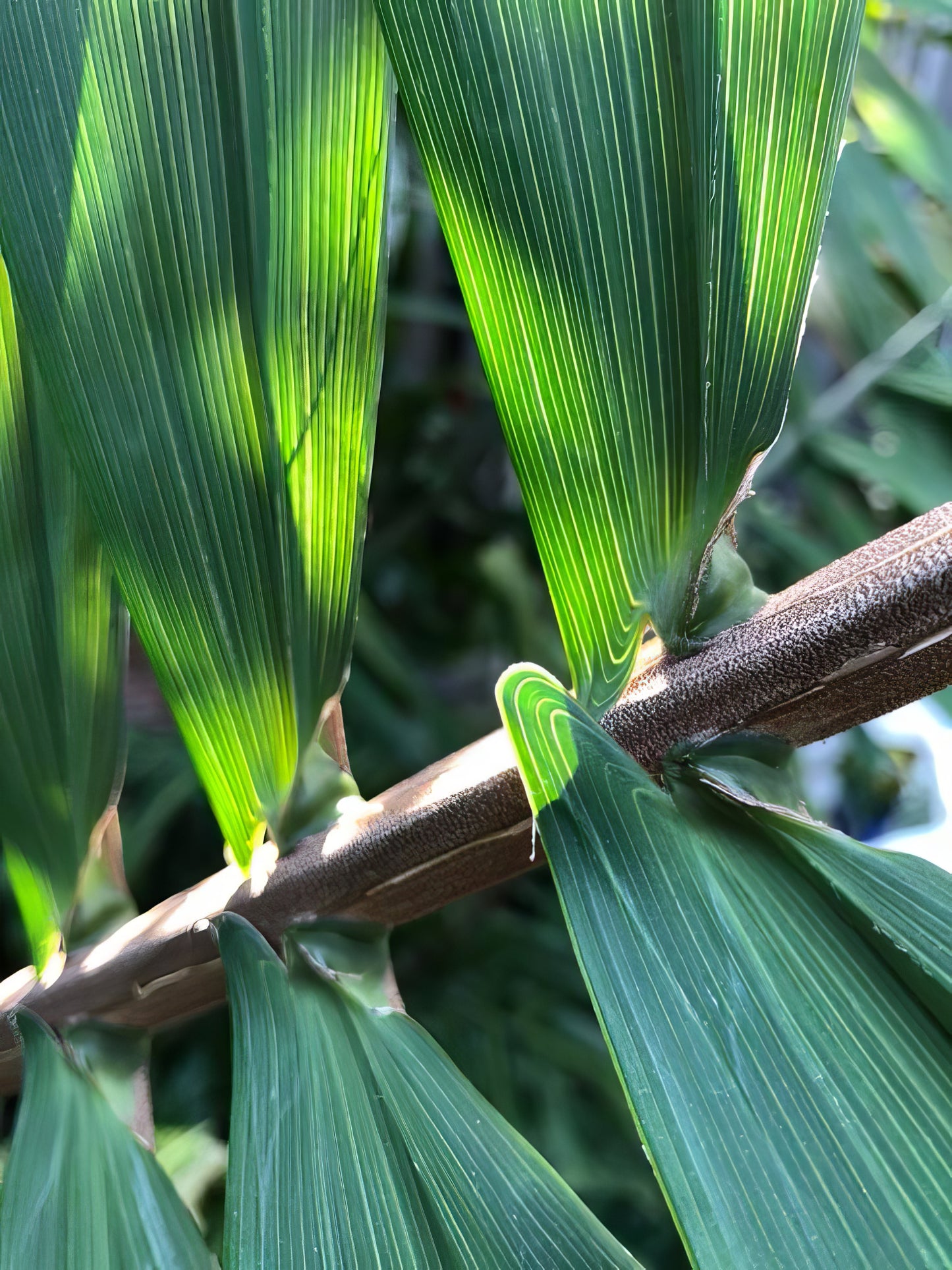 Arenga micrantha, Tibetan Sugar Palm - 5 Seeds