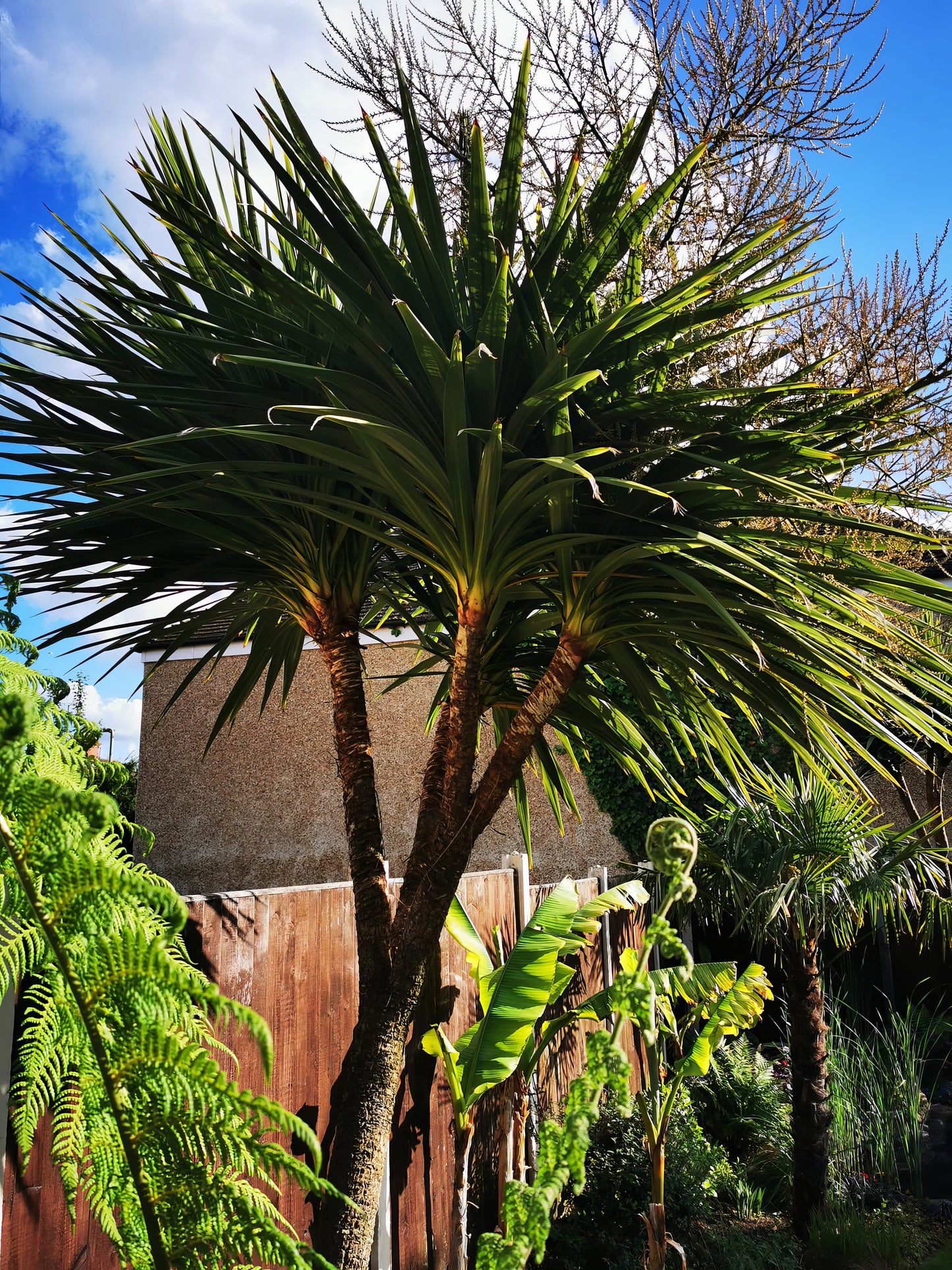 Cordyline australis, Cabbage Palm, Torbay Palm - 50 pieces fresh seeds