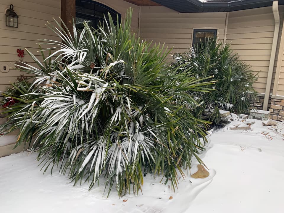 Rhapidophyllum Hystrix - Needle Palm - 5Xseeds -5°F (-20°C)