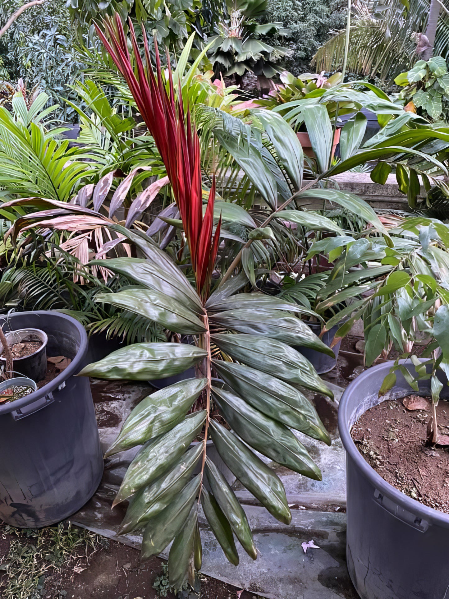 Chambeyronia macrocarpa 'Hookeri', Red Leaf Palm -3°C (27°F) - 2 X fresh seeds
