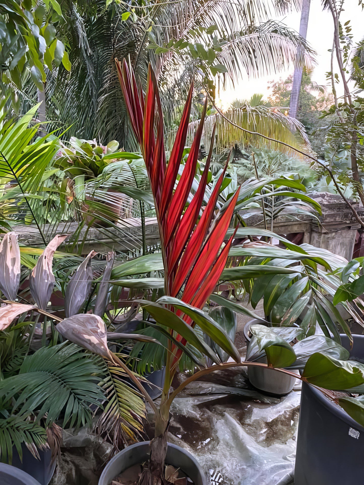 Chambeyronia macrocarpa 'Hookeri', Red Leaf Palm -3°C (27°F) - 2 X fresh seeds