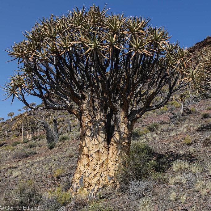 Aloe dichotoma – Quiver Tree (Seeds) – VIRIAR