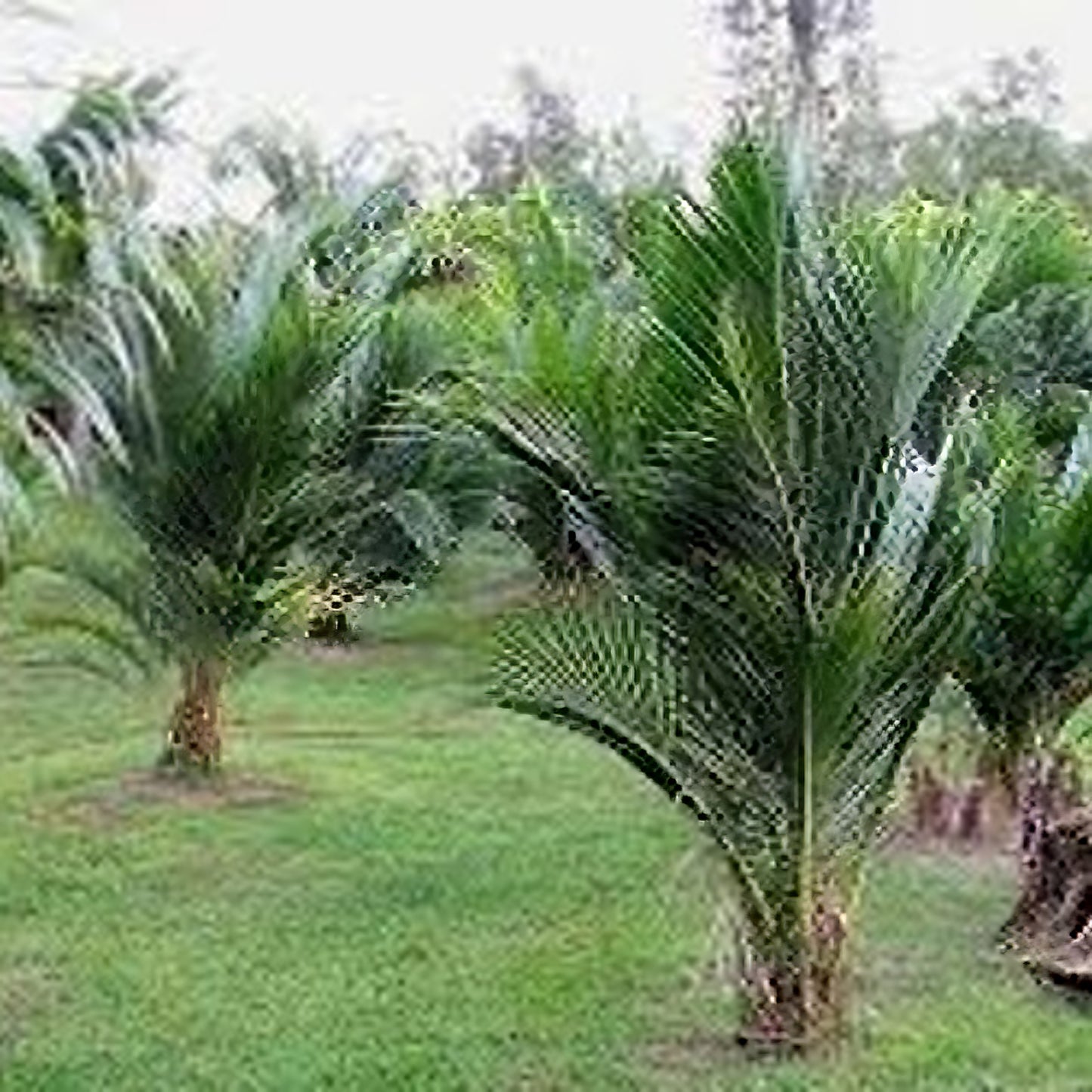 Beccariophoenix alfredii, High Plateau Coconut Palm - 5 x seeds