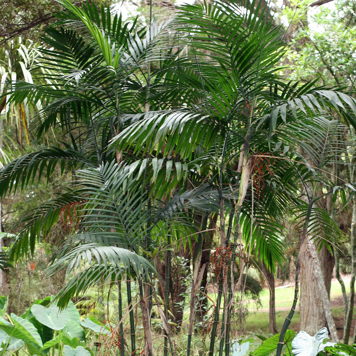 Costa Rica Bamboo Palm (Chamaedorea costaricana)