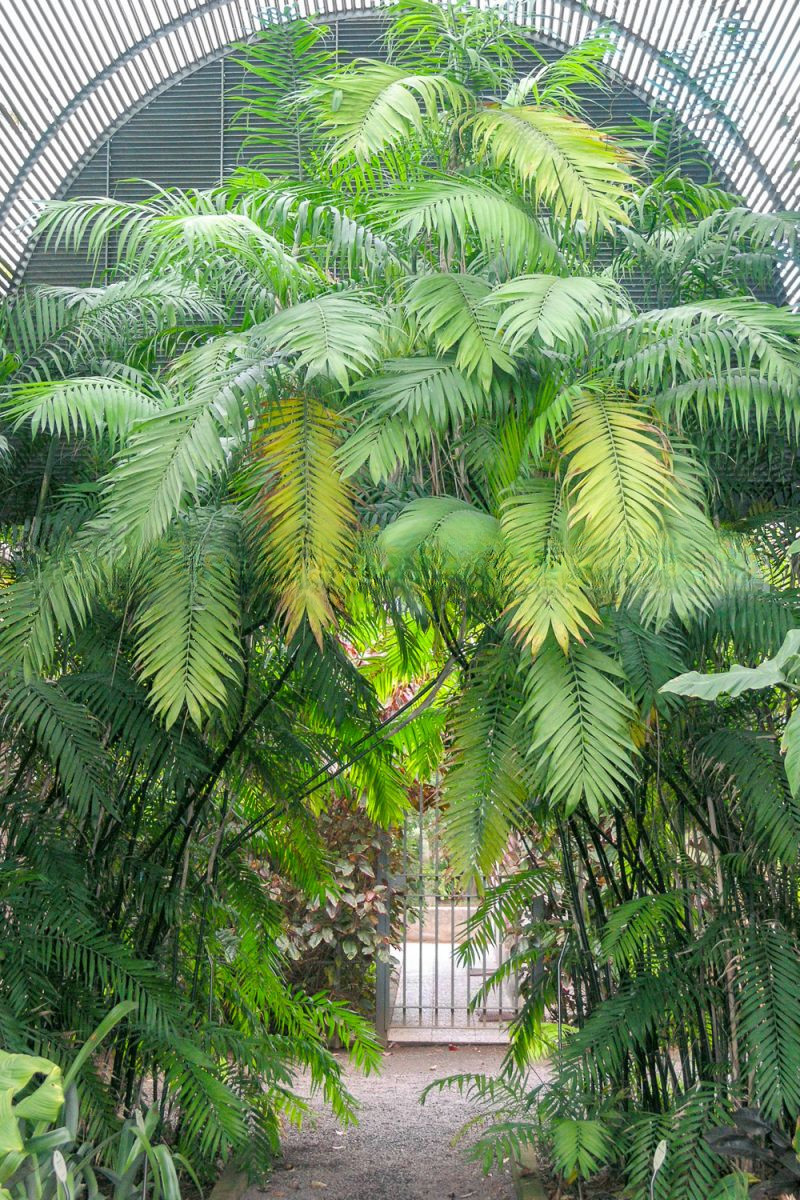 Costa Rica Bamboo Palm (Chamaedorea costaricana)