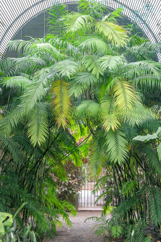 Costa Rica Bamboo Palm (Chamaedorea costaricana)