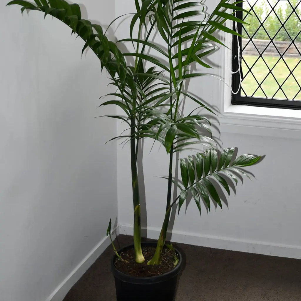 Costa Rica Bamboo Palm (Chamaedorea costaricana)
